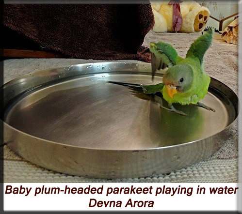 Devna Arora - Baby plum-headed parakeet playing in water